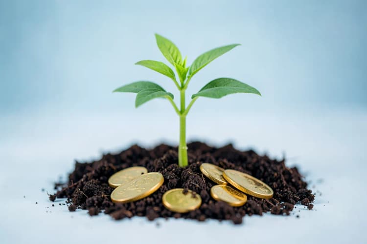 Uma planta crescendo em direção à luz, com moedas douradas ao redor da base.